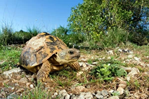 Italy Collection: Hermann's Tortoise - in habitat - Tuscany - Italy