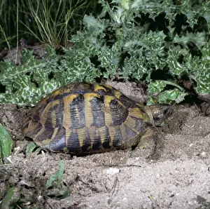 Hermanns Prints: Hermanns Tortoise PL 809 Testudo hermanni © Jens-Peter Laub ARDEA LONDON