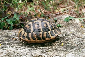 Sheltering Collection: Hermanns Tortoise ROG 7049 Testudo hermanni - Adult. Maouis, France © Bob Gibbons ARDEA LONDON