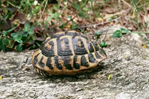 Protection Prints: Hermanns Tortoise ROG 7049 Testudo hermanni - Adult