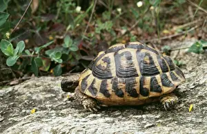 Hermanns Tortoise ROG 7050 Testudo Hermann - South France © Bob Gibbons ARDEA LONDON