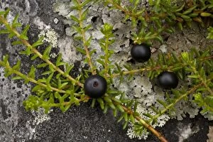 Images Dated 15th July 2006: Hermaphrodite crowberry