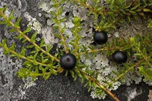 Images Dated 15th July 2006: Hermaphrodite crowberry (Empetrum hermaphroditum). Rare in Scotland