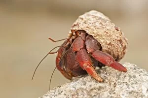 Latest images December 2016 Gallery: Hermit Crab