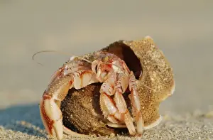 Hermit Crab ME 703 UK Coasts. Pagurus bernhardus © Johan De Meester / ARDEA LONDON