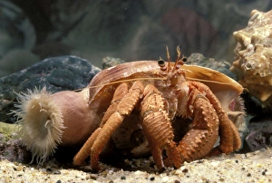 Images Dated 14th November 2007: Hermit crab - with anemone that will be taken to new shell by the crab, near Grafton