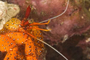 Hermit Crab (Aniculus aniculus), Scuba diving