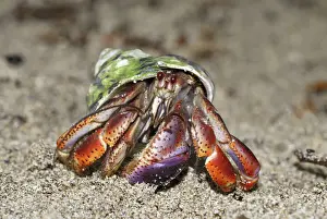 Seabed Prints: Hermit crab Cahuita N. P. Costa Rica