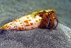Behavour Gallery: Hermit Crab - A common hermit crab throughout the Indo Pacific