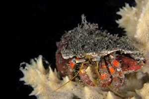 Images Dated 1st November 2014: Hermit Crab on coral on night dive TK1 dive site