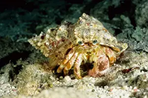 Hermit crab (Dardanus deformis) with sea anemones (Calliactis sp) on shell. Ribbon Reef Number 3, Great Barrier Reef Marine Park, Queensland, Australia