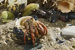 Hermit Crab - exchanging shell - from Caribbean - controlled conditions 14642