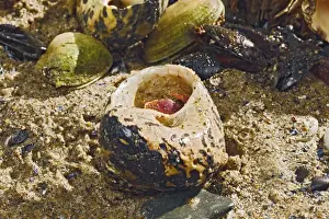 Seashell Prints: Hermit Crab - exchanging shell - from caribbean - controlled conditions 14645