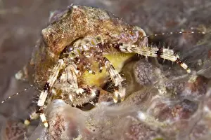 Hermit Crab - Indonesia