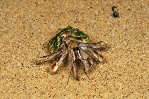Images Dated 25th January 2008: Hermit Crab - Masoala National Park - Madagascar