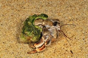 Images Dated 25th January 2008: Hermit Crab - Masoala National Park - Madagascar