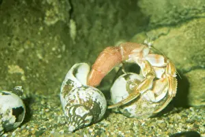 Shell Prints: Hermit Crab PM 5388 Changing Shell Euparurus bennhardus © P. Morris / ARDEA LONDON