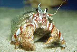Crab Prints: Hermit Crab PM 6492 Pacific Paguristes sp. © P. Morris / ARDEA LONDON