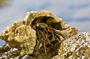Hermit Crab on rock