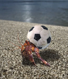 Hermit crab using a small plastic football ball