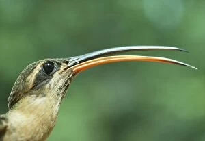Images Dated 15th April 2005: Hermit Hummingbird Carawari, Rio Jurua, Brazil