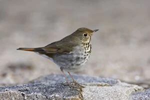 Images Dated 28th February 2007: Hermit Thrush