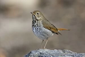 Images Dated 28th February 2007: Hermit Thrush