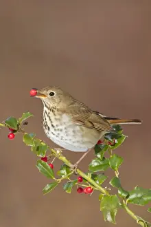 Guttatus Prints: Hermit Thrush - feeding on holly berries in winter - January in Connecticut - USA
