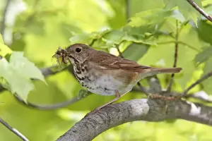 Thrushes Prints: Hermit Thrush with food for young. CT in May, USA