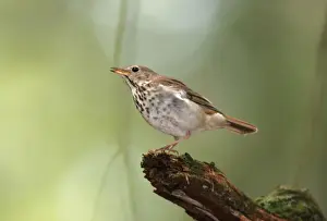 Guttatus Prints: Hermit Thrush Hamden, Connecticut, USA