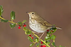 Guttatus Prints: Hermit Thrush - with holly berries in winter. January in Connecticut, USA