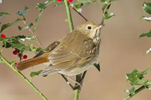 Hermit Thrush - on holly in winter. January in Connecticut, USA