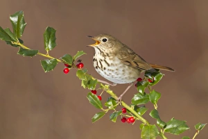 Hermit Thrush - with mouth open - with holly berries in winter Hermit Thrush - with mouth open - with holly berries in winter