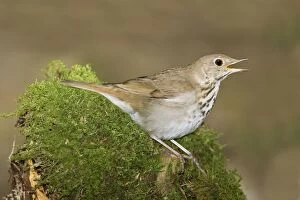 Images Dated 12th June 2008: Hermit Thrush - Singing - Connecticut USA - June