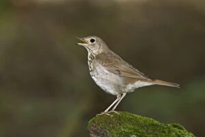 Images Dated 20th May 2010: Hermit Thrush. Singing on territory in spring