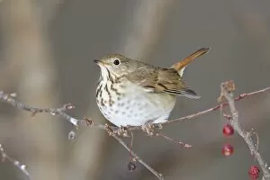 Images Dated 13th January 2010: Hermit Thrush - winter on crab apple