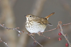 Images Dated 13th January 2010: Hermit Thrush - winter on crab apple