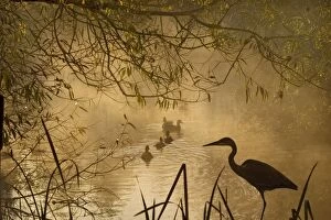 Heron - Autumn mist over woodland pond with ducks and heron silhouetted