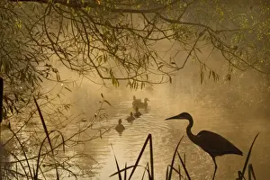 Sympathy Prints: Heron - Autumn mist over woodland pond with ducks and heron silhouetted
