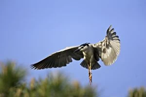 Images Dated 19th April 2007: Heron bihoreau Night Heron. Nycticorax nycticorax
