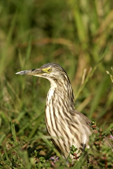 Images Dated 8th August 2004: Heron crabier