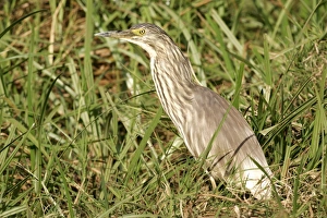 Images Dated 8th August 2004: Heron crabier