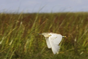 Images Dated 29th April 2006: heron crabier ou crabier chevelu Squacco Heron Ardeola ralloides