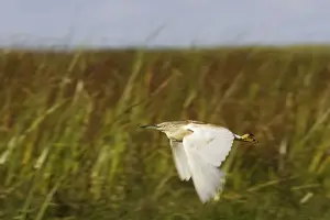 heron crabier ou crabier chevelu Squacco Heron Ardeola ralloides