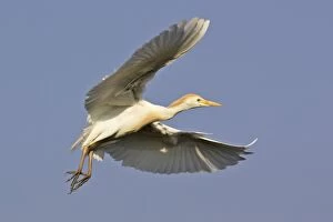 Images Dated 19th April 2007: Heron garde boeuf. Cattle Egret Bubulcus ibis