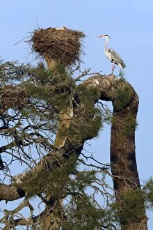 Heron - perched on old pine tree, with White Stork (Ciconia ciconia) in nest in background
