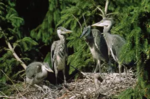 Heron - young
