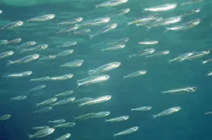 Herring Prints: Herring - Great Barrier Reef