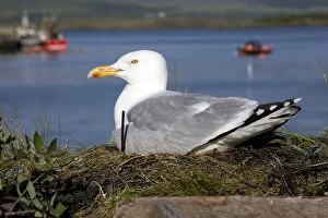 Images Dated 24th May 2014: Herring Gull
