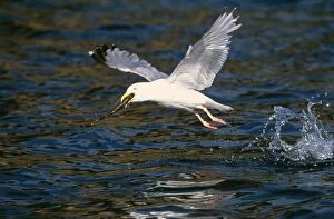 Images Dated 2nd September 2004: Herring Gull